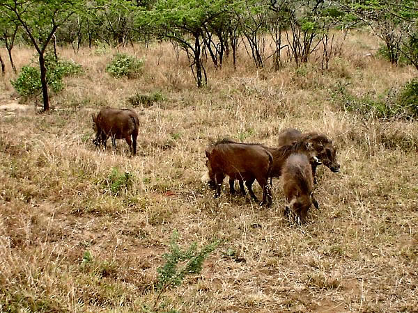 warthogs